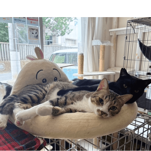 てんしんらんまんな☆ラッキー - 栃木県宇都宮市の保護猫団体 | neco