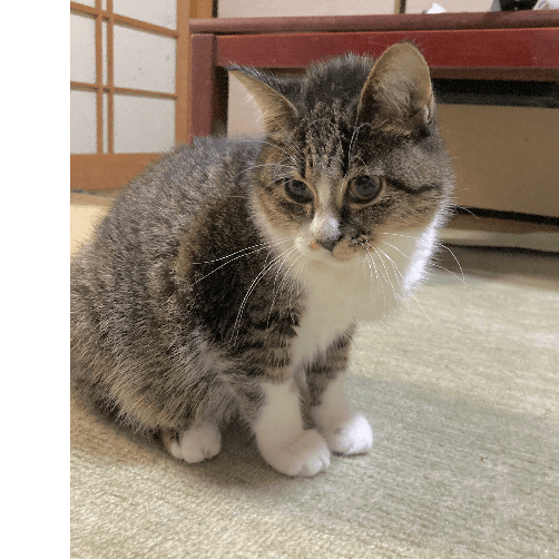 うりりんの保護猫プロフィール | neco-note（ネコノート）